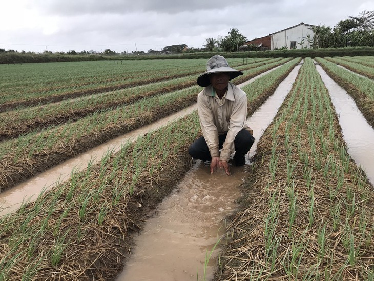 Xã nói hành tím thiệt hại nặng, mong hỗ trợ, sở nói không đủ điều kiện - Ảnh 1.