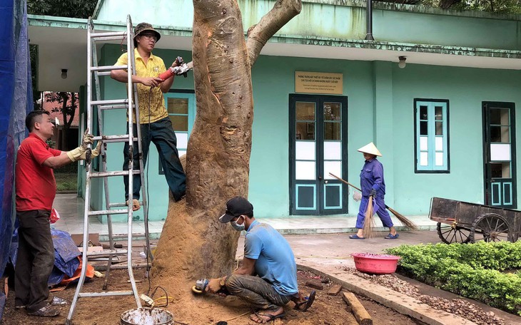 Cứu cây quý hiếm ở nhà Bác Hồ