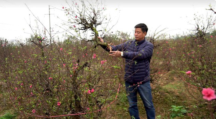 Bàng hoàng 200 gốc đào bị bẻ cành, chặt ngọn tan hoang trong đêm - Ảnh 1.