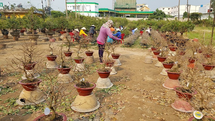 Nhà vườn TP.HCM hối hả chăm để mai bung nở đúng tết - Ảnh 2.