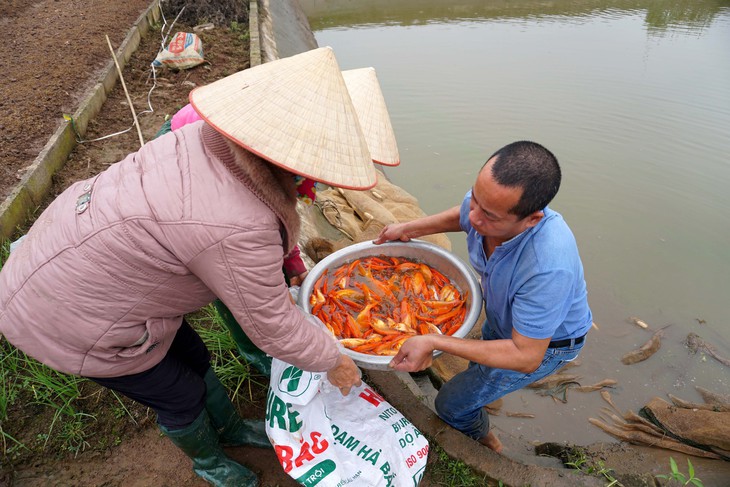 Lãi trăm triệu nhờ nuôi cá chép đỏ phục vụ ông Công, ông Táo - Ảnh 4.