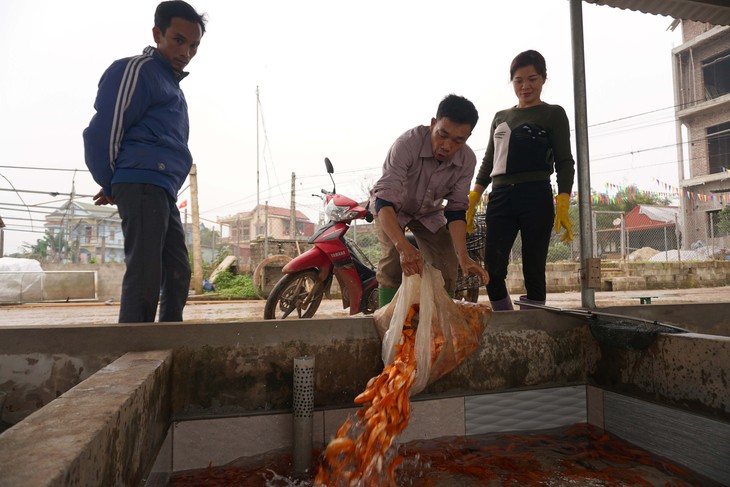 Lãi trăm triệu nhờ nuôi cá chép đỏ phục vụ ông Công, ông Táo - Ảnh 5.