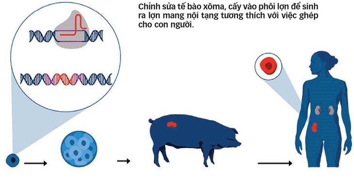 Khi heo ra tay... cứu nhân độ thế! - Ảnh 2.