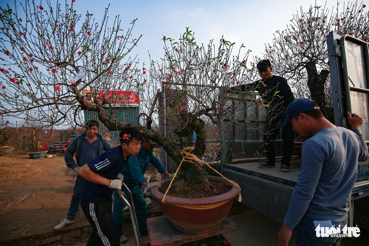 Đào Nhật Tân đỏ rực ngày giáp Tết - Ảnh 14.