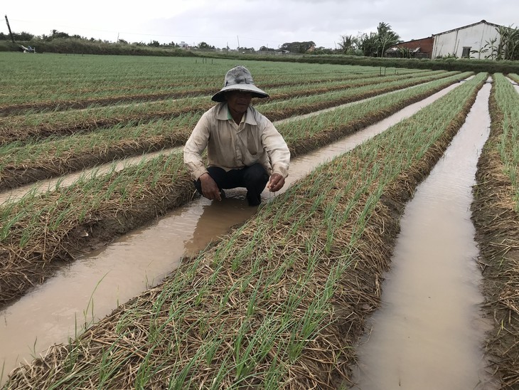 Nông dân trồng hành tím ở Sóc Trăng phập phồng lo âu - Ảnh 2.