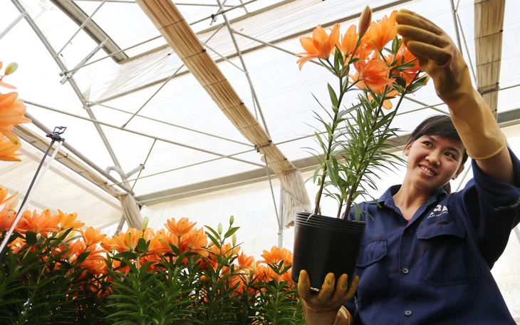 Hoa Đà Lạt: từ 35 lưu dân Hà thành đến vựa hoa châu Á - Ảnh 6.