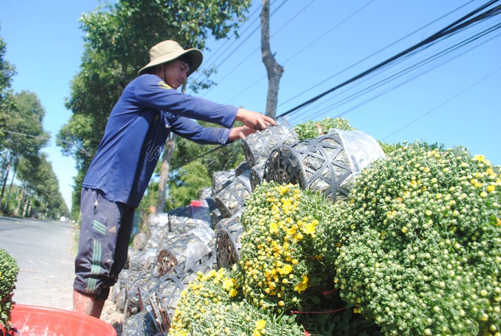 Nông dân trồng cúc mâm xôi Sa Đéc thắng lớn - Ảnh 5.