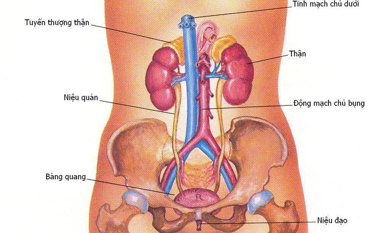 Bệnh viêm đường tiết niệu ở nữ và cách phòng tránh - Ảnh 1.