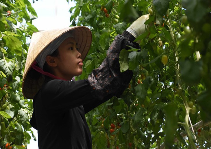 Vòi tiền bạc khi tiếp nhận lao động Việt, 2 tổ chức ở Nhật bị đóng cửa - Ảnh 1. Vòi tiền bạc khi tiếp nhận lao động Việt, 2 tổ chức ở Nhật bị đóng cửa - Ảnh 1.