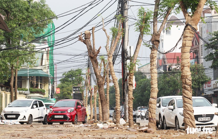 TP Vinh thay hơn 300 cây xanh làm phố đi bộ, dân tiếc nuối - Ảnh 2.