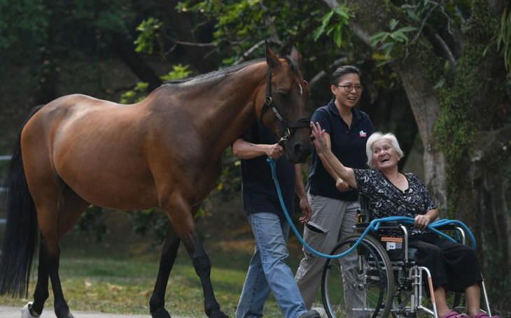 Năm Ngọ nói chuyện ngựa cứu người trong y học - Ảnh 2.