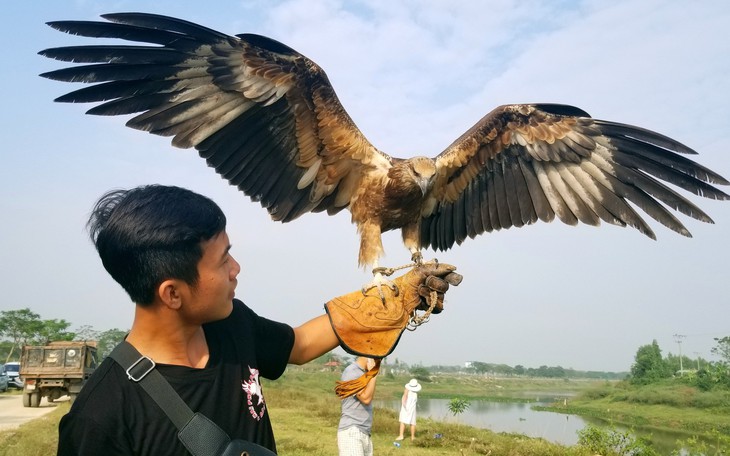 'Sát thủ' nhanh nhất hành tinh, tốc độ gần 400km/h khi săn mồi - Ảnh 5.