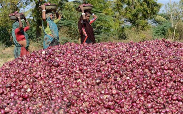 Giá hành củ thế giới tăng vọt sau lệnh cấm xuất khẩu của Ấn Độ