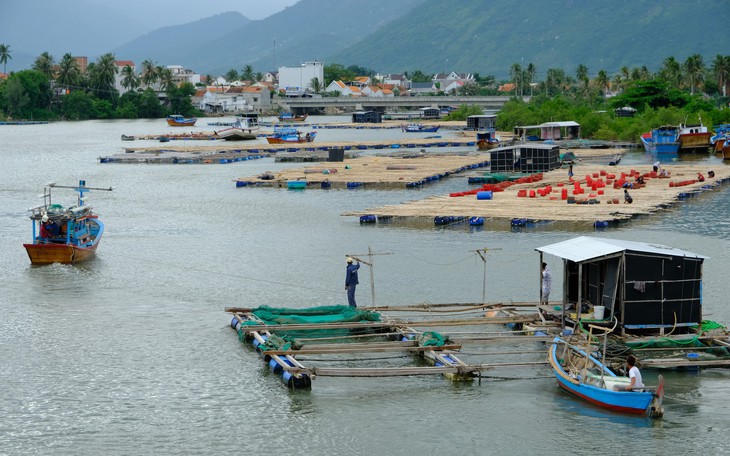 Người nuôi thủy sản trên vịnh Vân Phong hối hả bán cá chạy bão số 5