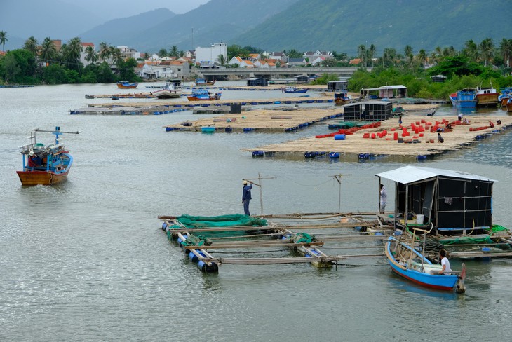 Người nuôi thủy sản trên vịnh Vân Phong hối hả bán cá chạy bão số 5 - Ảnh 1.