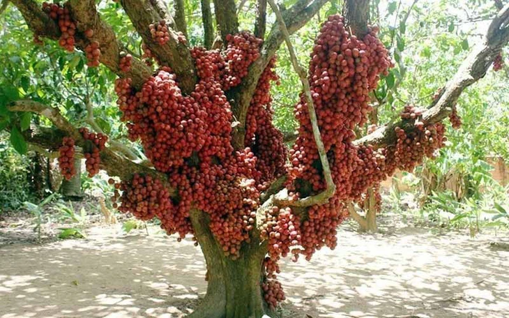 Mùa thanh mai chín rộ sắc hồng ở núi Ngọc Linh, chua chua, ngọt ngọt - Ảnh 10.