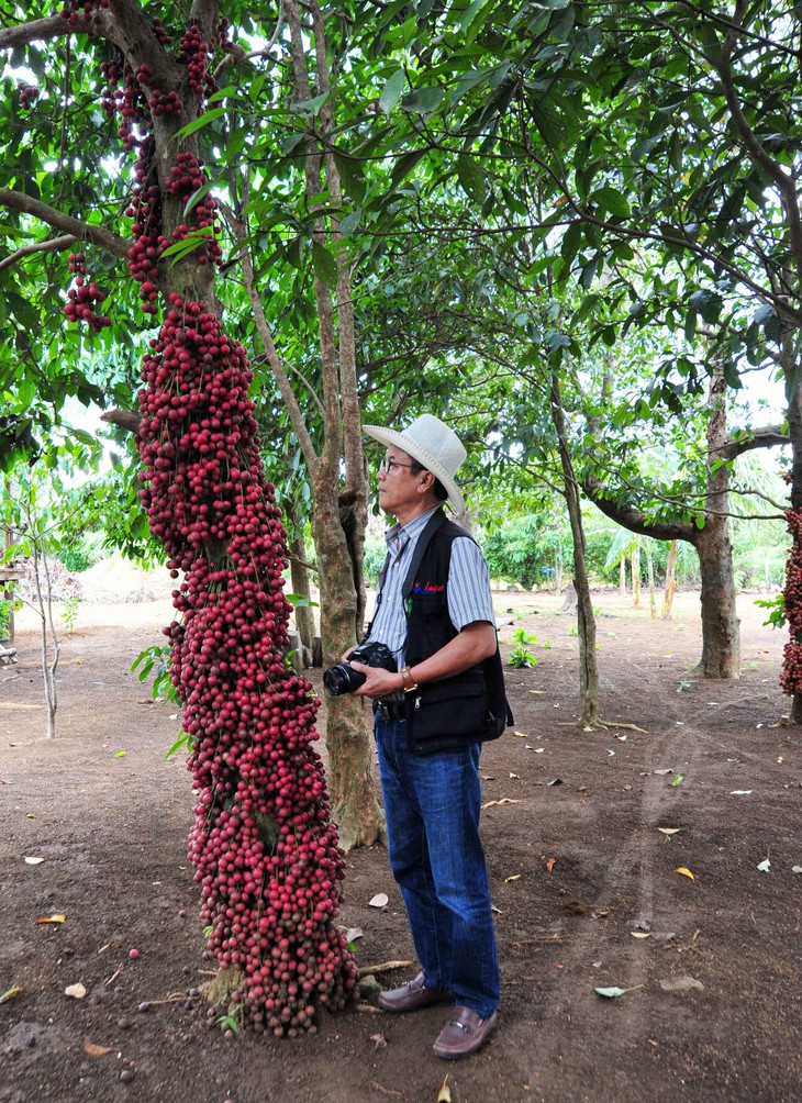 Dâu da đỏ - trái trời cho - Ảnh 2.