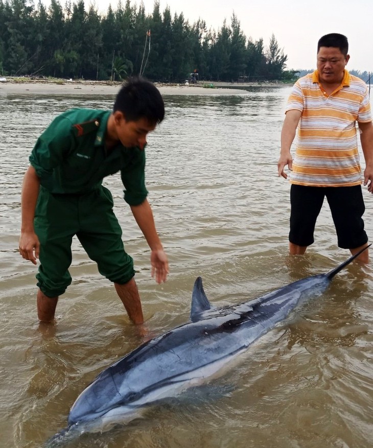 Cá heo 100kg lụy bờ được người dân, biên phòng tiếp sức ra lại biển - Ảnh 1.