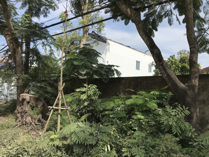 Sóc Trăng: Sử dụng trên 104 tỉ đồng trồng cây xanh khi chưa có quy hoạch - Ảnh 1. Sóc Trăng: Sử dụng trên 104 tỉ đồng trồng cây xanh khi chưa có quy hoạch - Ảnh 1.