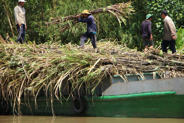 1 tấn mía, Brazil tốn 16 USD, Úc 18 USD, Thái Lan 30 USD, còn VN 40-50 USD - Ảnh 1.