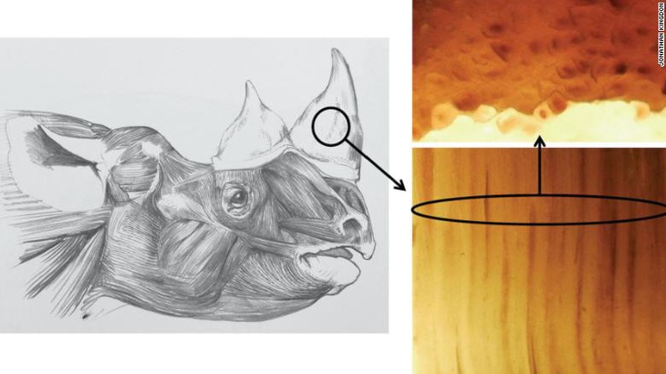 Chế tạo sừng tê giác giả để cứu tê giác thật - Ảnh 1.