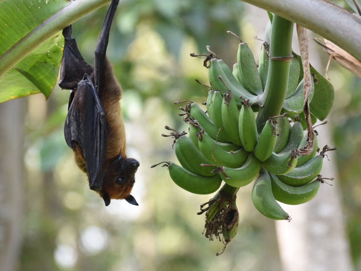 Chuyên gia y tế cảnh báo nguy cơ virus gây chết người Nipah bùng phát - Ảnh 1.