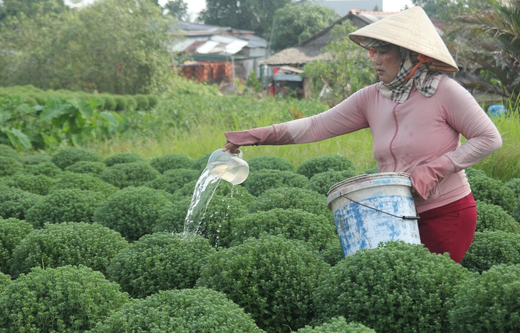 Làng hoa tết lao đao vì... mặn - Ảnh 1.