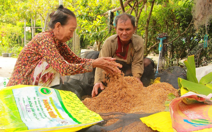 'Loạn' giống lúa dỏm  - Bài 1: Tràn lan giống lúa nhái, giả