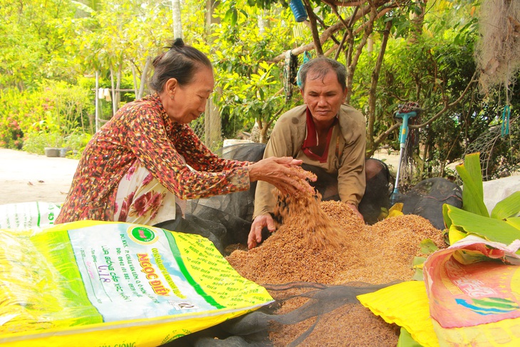 Loạn giống lúa dỏm  - Bài 1: Tràn lan giống lúa nhái, giả - Ảnh 1.