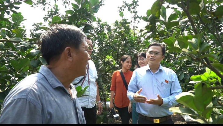 Phát triển đường hoa mai vàng Bình Chánh thành đặc sản du xuân - Ảnh 3.