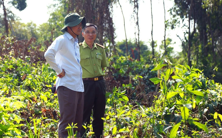 Một cán bộ ban quản lý ở Cần Thơ đốn hạ hàng chục cây xà cừ trong công viên? - Ảnh 2.