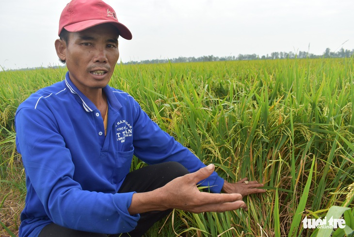 Chính quyền lấp kênh đặt cống, lúa dân chết khát - Ảnh 6.