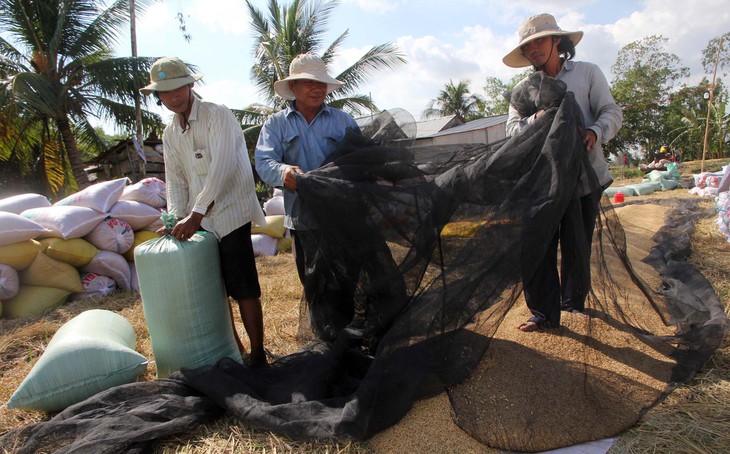 Giá lúa nhích lên, nông dân vẫn khó bán - Ảnh 1.