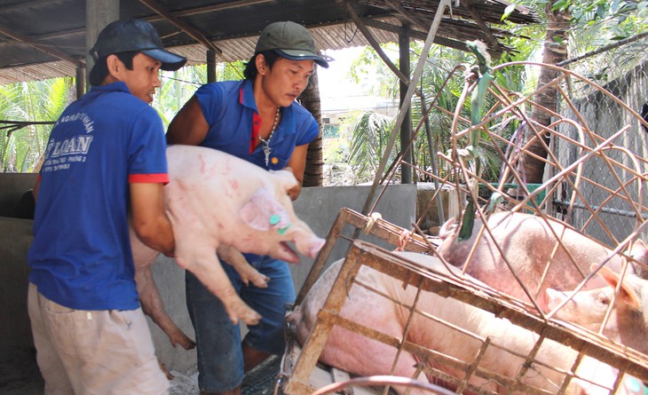 Căng mình phòng dịch tả heo châu Phi lan vào phía Nam - Ảnh 1.