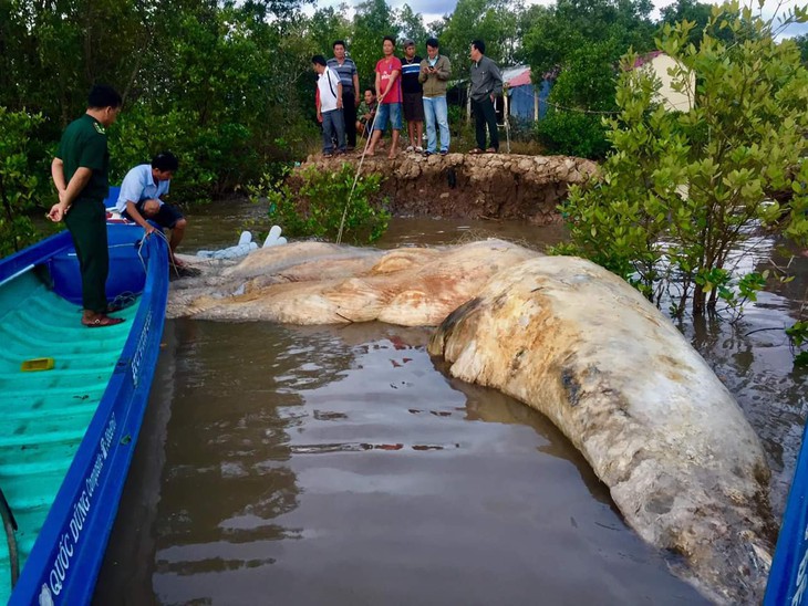 Cá voi chết trôi dạt trên vùng biển Cà Mau - Ảnh 1.