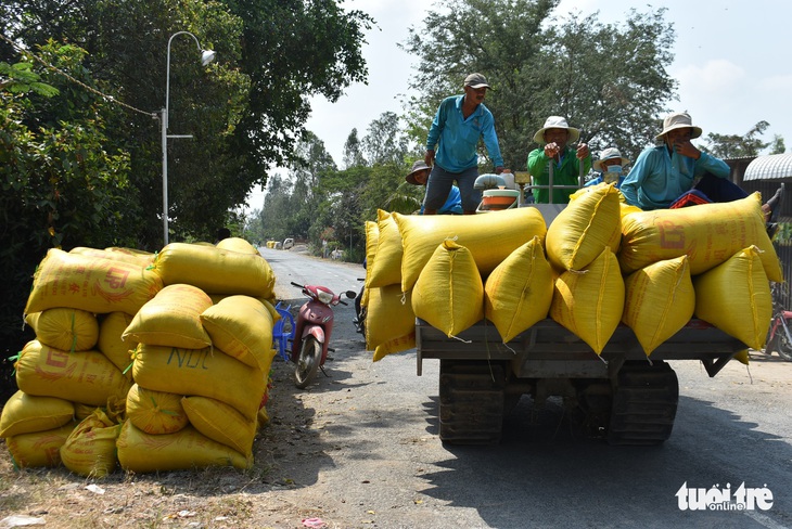 Nông dân khốn khổ vì doanh nghiệp bẻ kèo thu mua lúa - Ảnh 5.