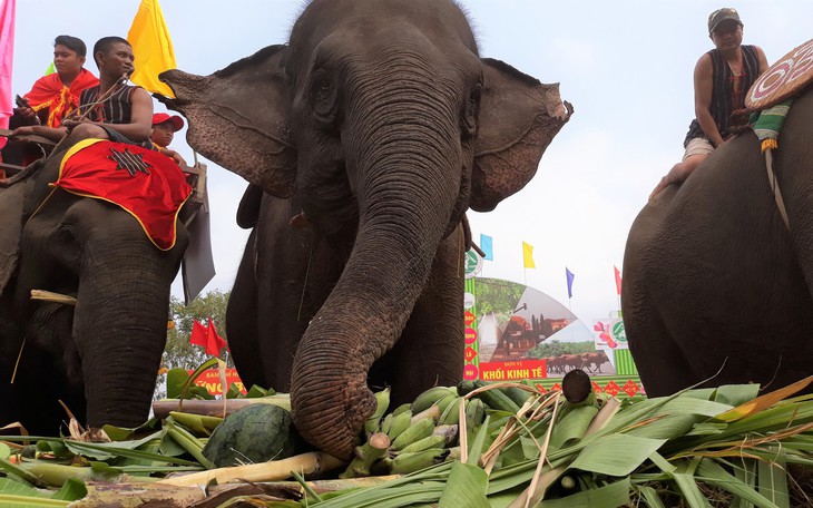 Voi Buôn Đôn dự 