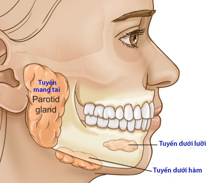 Viêm tuyến nước bọt - Ảnh 1.