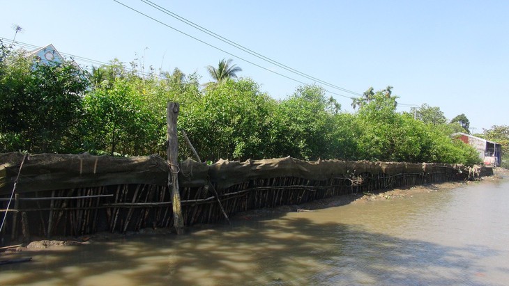 Trồng tràm, bần làm kè sinh thái ngăn sạt lở - Ảnh 1.