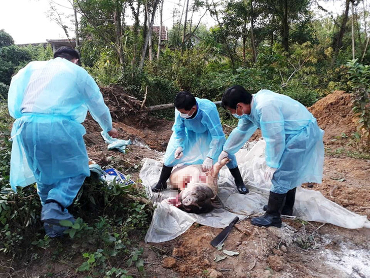 Dịch tả heo châu Phi lan tới Thừa Thiên - Huế, giám sát chặt xe chở heo vào Nam - Ảnh 1.