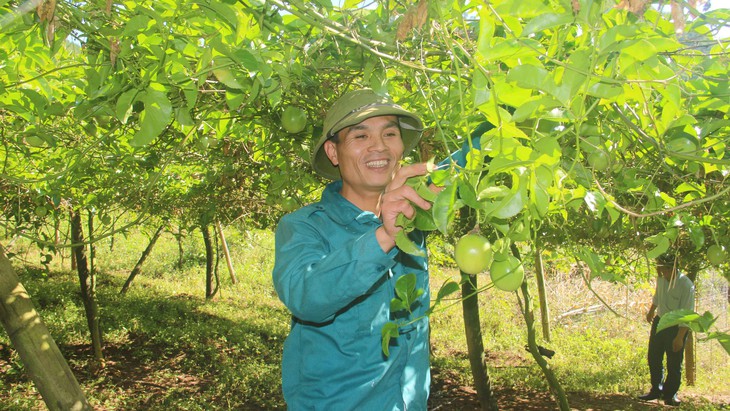 Trồng chanh leo phát triển bản làng nhờ đi chơi một chuyến - Ảnh 1.