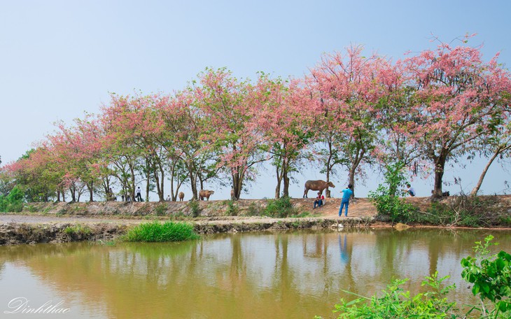 Thương ơi là thương chùm bông ô môi rực hồng tháng 3 miền Tây
