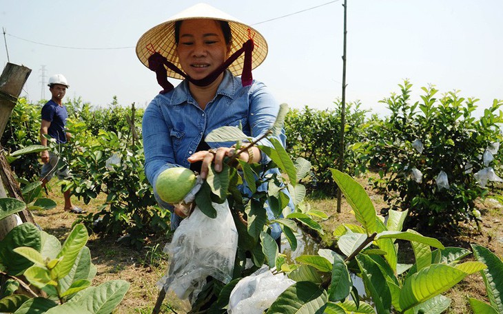 Người lập trang trại cây trái thênh thang giữa ruộng đồng trũng thấp