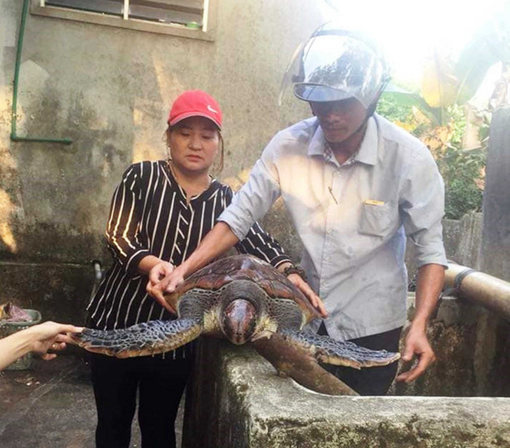 Thả vích quý hiếm bị lạc vào vùng nước ngọt về biển - Ảnh 1.