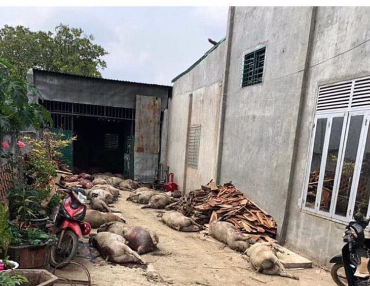 Phạt người tung tin dịch tả heo ở Đắk Nông 10 triệu - Ảnh 2. Phạt người tung tin dịch tả heo ở Đắk Nông 10 triệu - Ảnh 2.