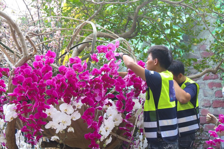 20.000 cành hoa anh đào khoe sắc tại vườn hoa Lý Thái Tổ - Ảnh 6.