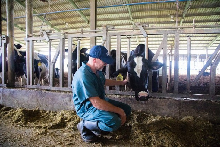 Đã có thể mua sữa tươi chuẩn A2 ngay tại Việt Nam - Ảnh 1. Đã có thể mua sữa tươi chuẩn A2 ngay tại Việt Nam - Ảnh 1.