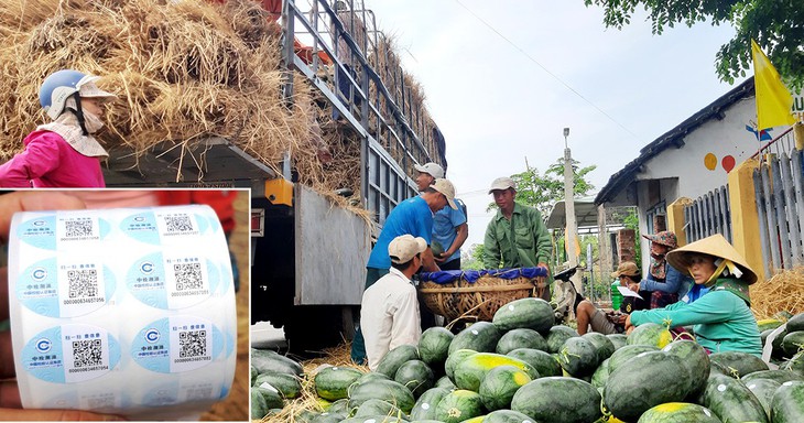 Dưa hấu Quảng Nam dán tem truy xuất nguồn gốc - Ảnh 1. Dưa hấu Quảng Nam dán tem truy xuất nguồn gốc - Ảnh 1.