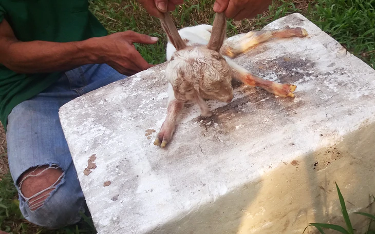 Phát hiện rùa hai đầu cực hiếm ở Mỹ - Ảnh 2.
