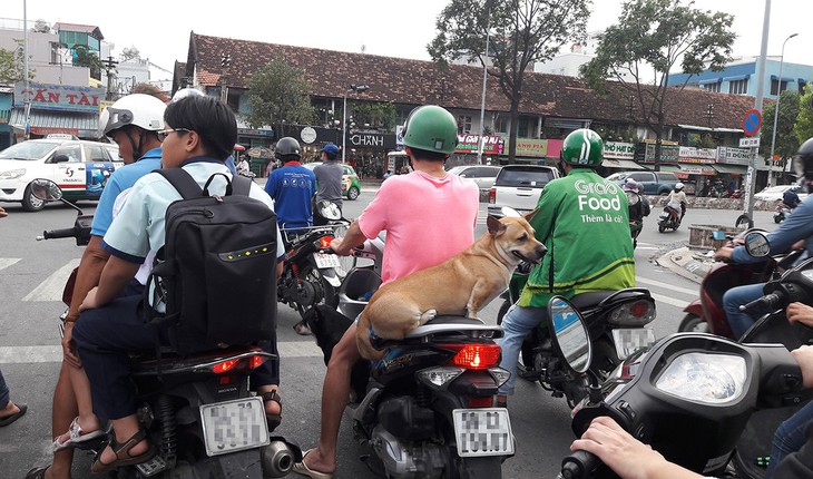 Chó sát thủ dễ nổi điên do chủ nuôi thường bổ sung thuốc, thực phẩm kích thích - Ảnh 1.